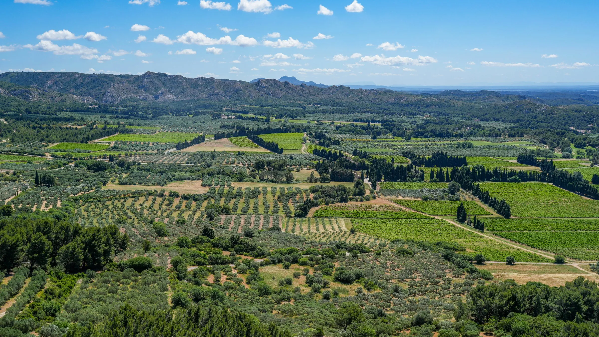 From the plateau of Les Baux, the plain below: olive groves in rows, vineyards and lines of cypresses as windbreaks, garrigue in the foreground, and the low ridges of the Alpilles with a rocky summit on the horizon under a blue sky with cumulus