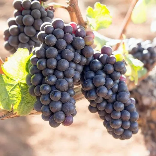 Two bunches of dark red grapes hanging from the vine in sunlight, a green leaf beside them
