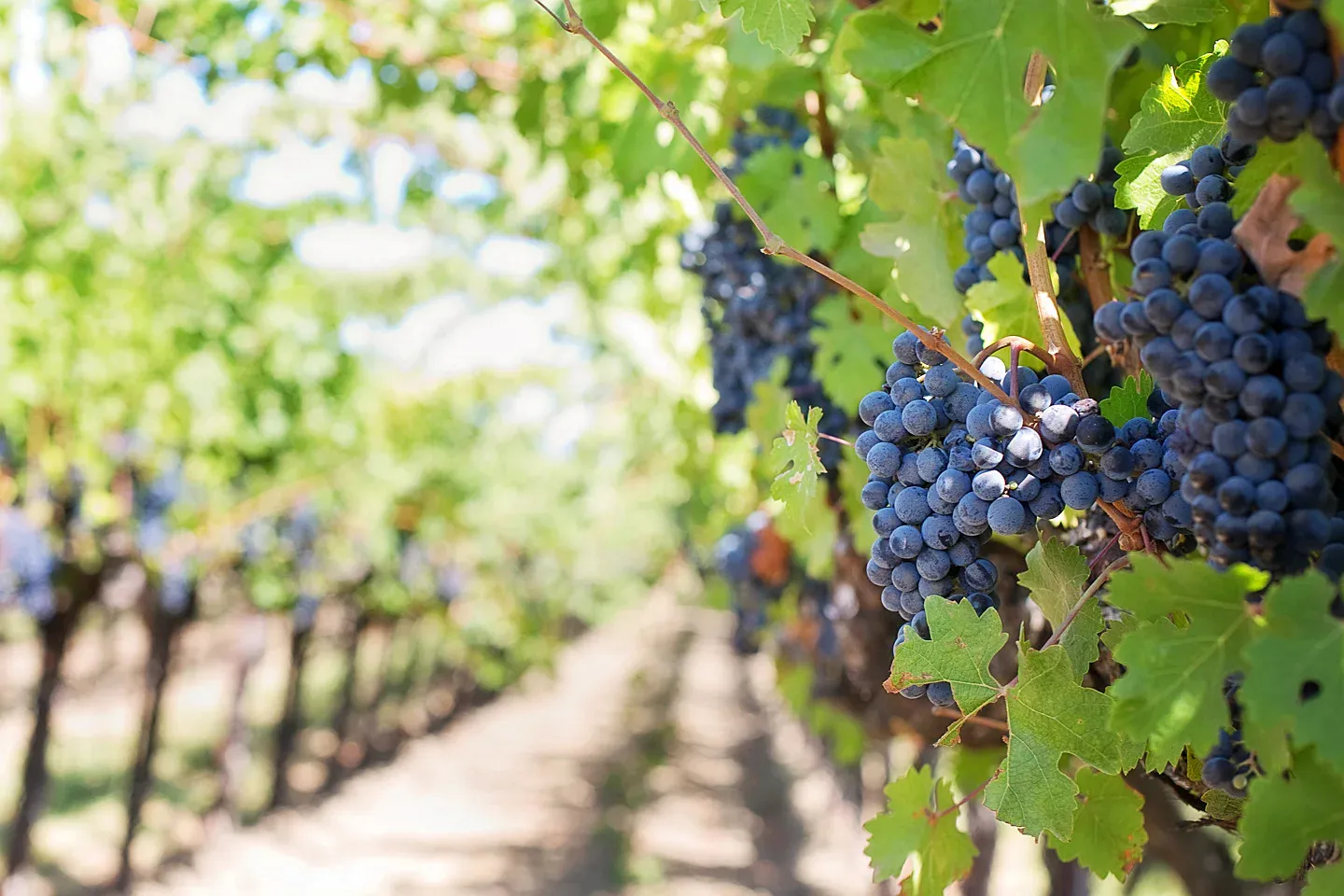 Bunches of black grapes hanging among vine leaves in sunlight, a row of vines running away out of focus behind