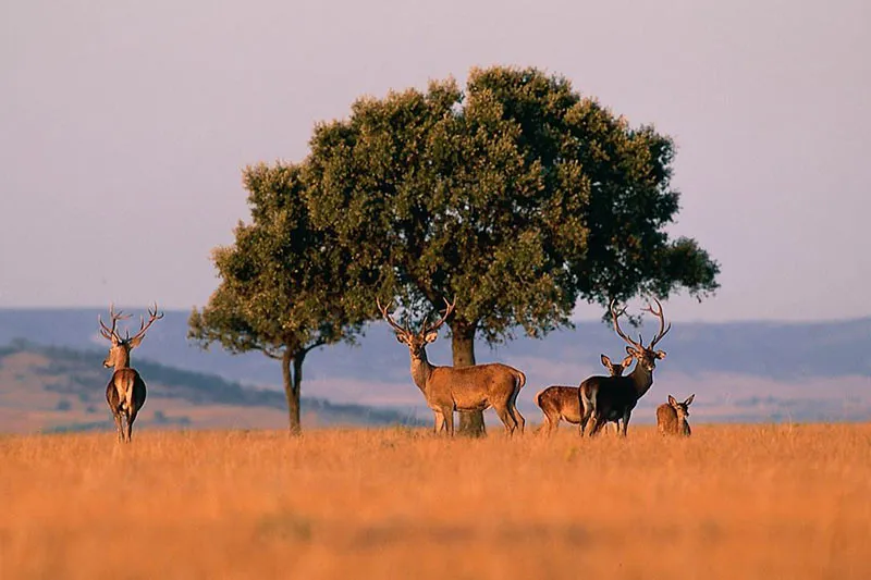 Red deer stags and hinds standing under a broad, round-crowned tree on golden grassland in evening light, low blue hills behind