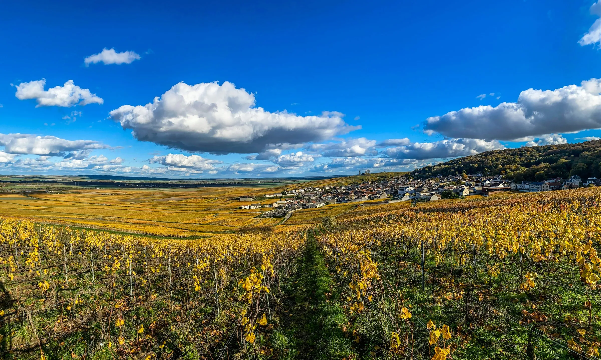 Rows of vines turned yellow in autumn on the slope above Verzenay, the village and its church in the middle distance and the plain stretching away under a blue sky with white clouds