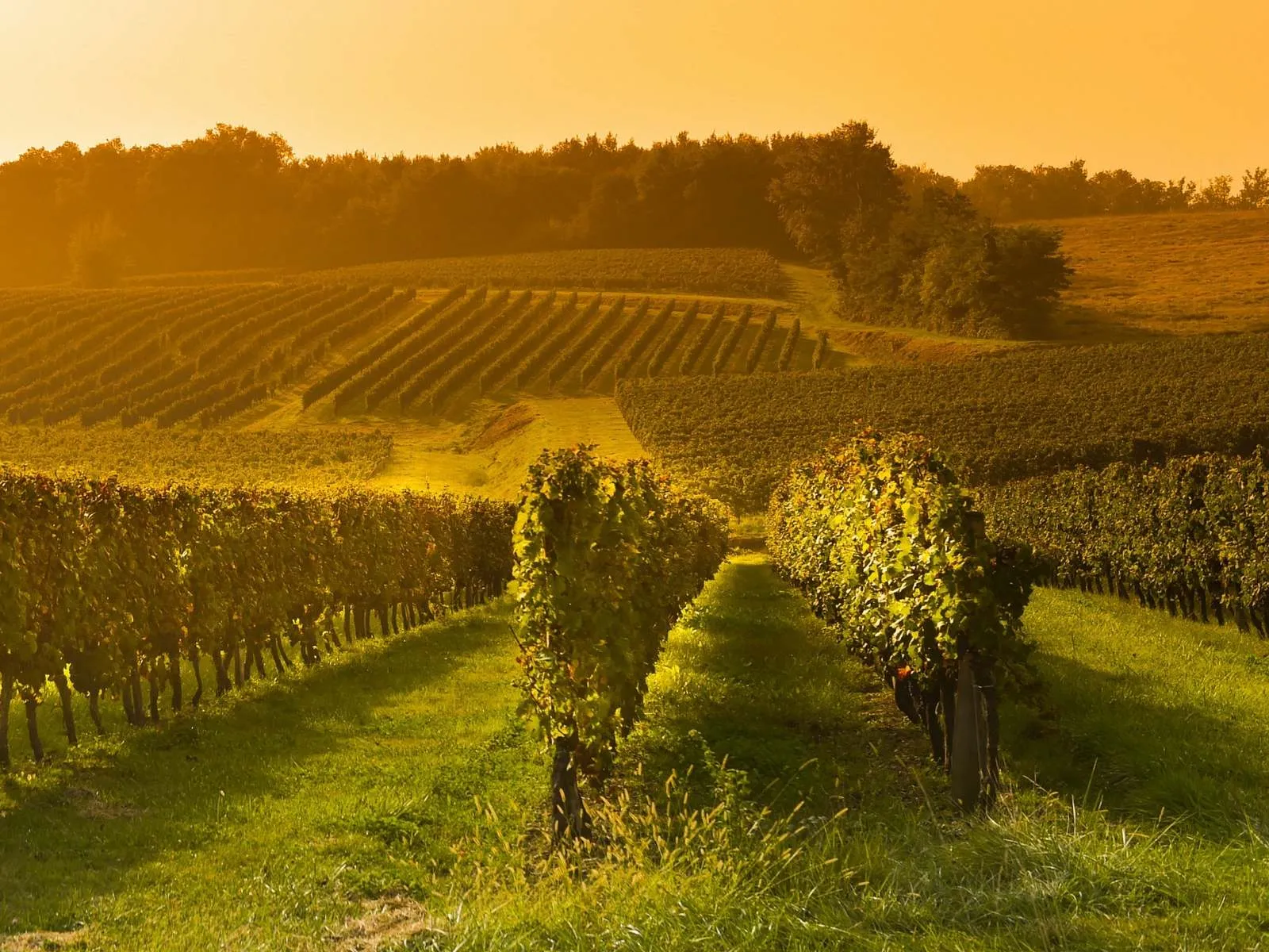 Rows of vines running down a slope towards wooded hills in low golden evening light