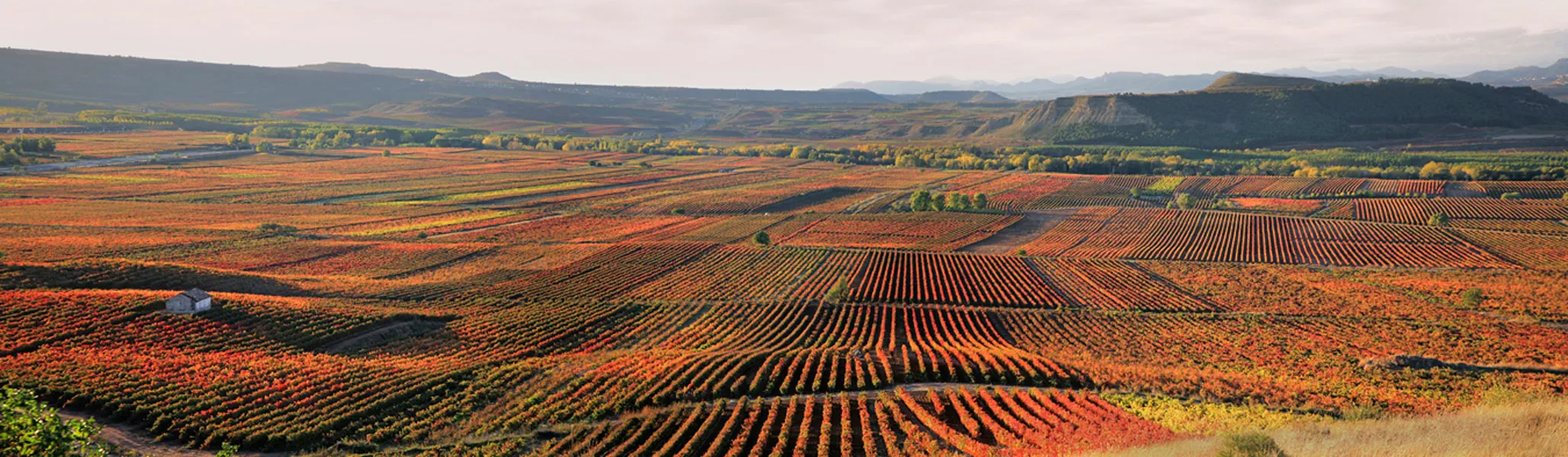 A broad valley of vineyards in autumn, row upon row of vines turned red, orange and gold, a small stone hut among them, low hills and a flat-topped ridge beyond