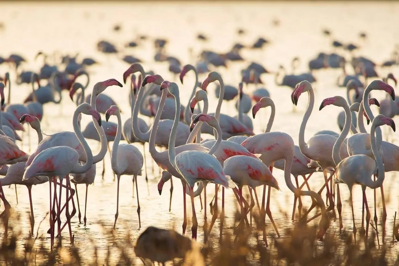 A crowd of flamingos wading in shallow water in low golden light, their pale pink necks curved and bills black-tipped, dry reeds blurred in the foreground