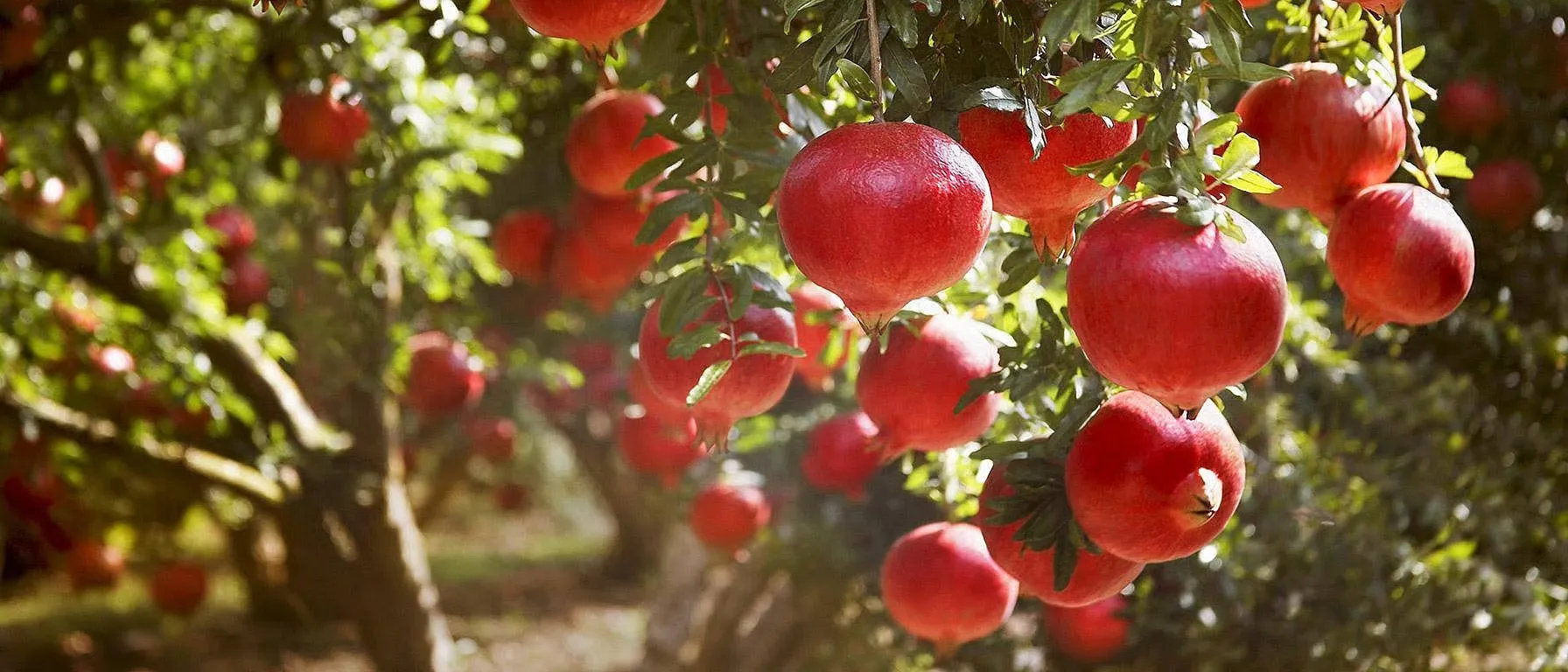 Ripe red pomegranates hanging among the leaves of an orchard in low sunlight, more trees and fruit fading into the background