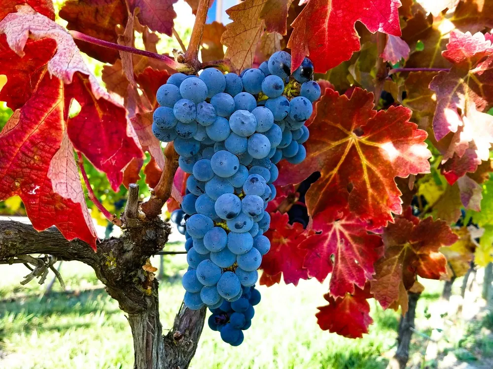 A bunch of dusky blue grapes hanging from the gnarled trunk of an old vine among leaves turned red and orange, sunlit grass beyond