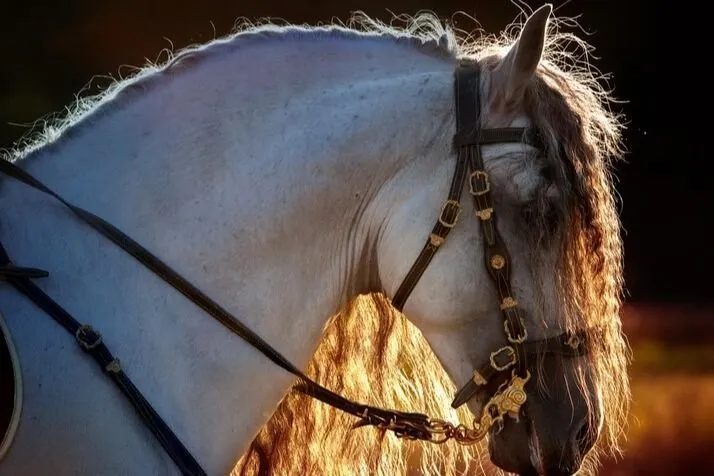 The head and neck of a grey horse with a long wavy mane lit gold from behind, in a dark leather bridle with brass fittings, against a dark background