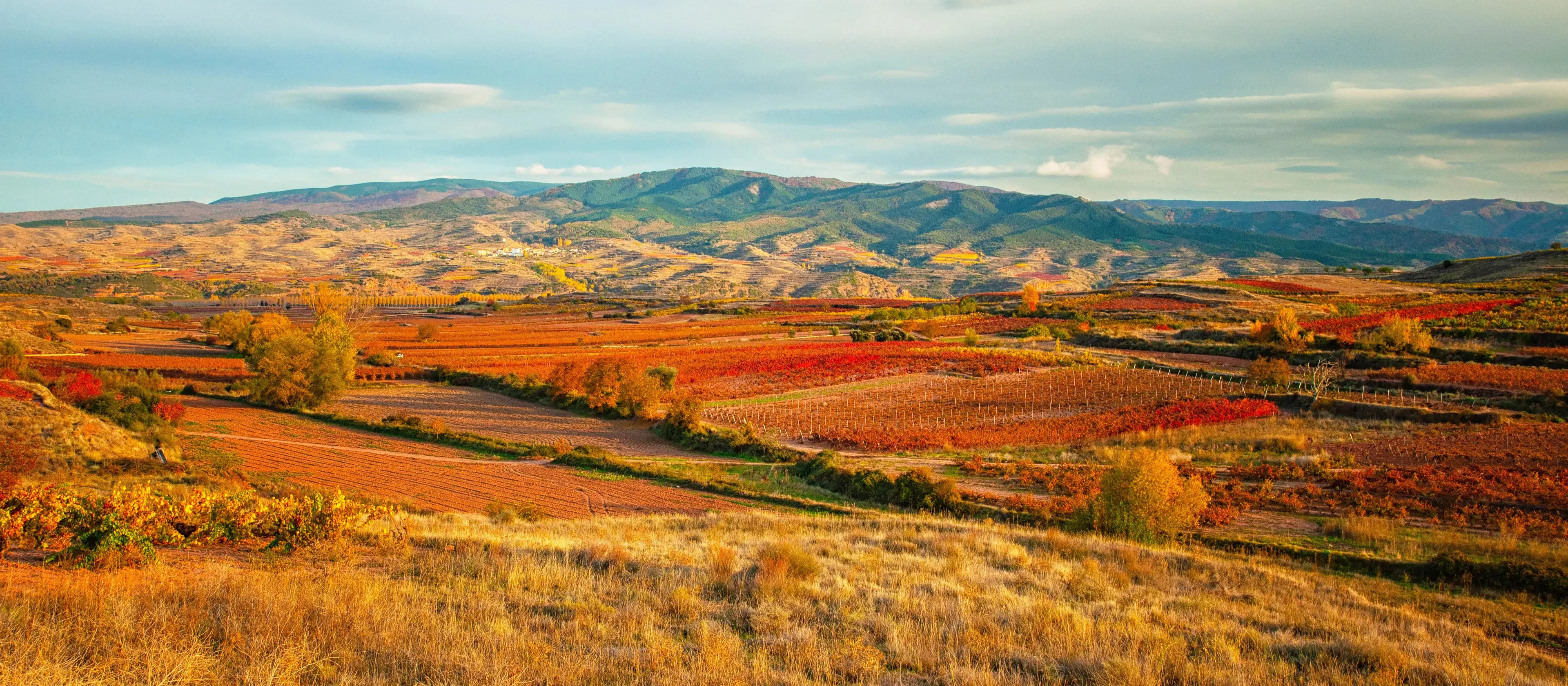 Vineyards in autumn under a pale sky: rows of vines turned red, orange and gold across rolling fields, poplars in yellow leaf and a white village on the slopes below green wooded hills