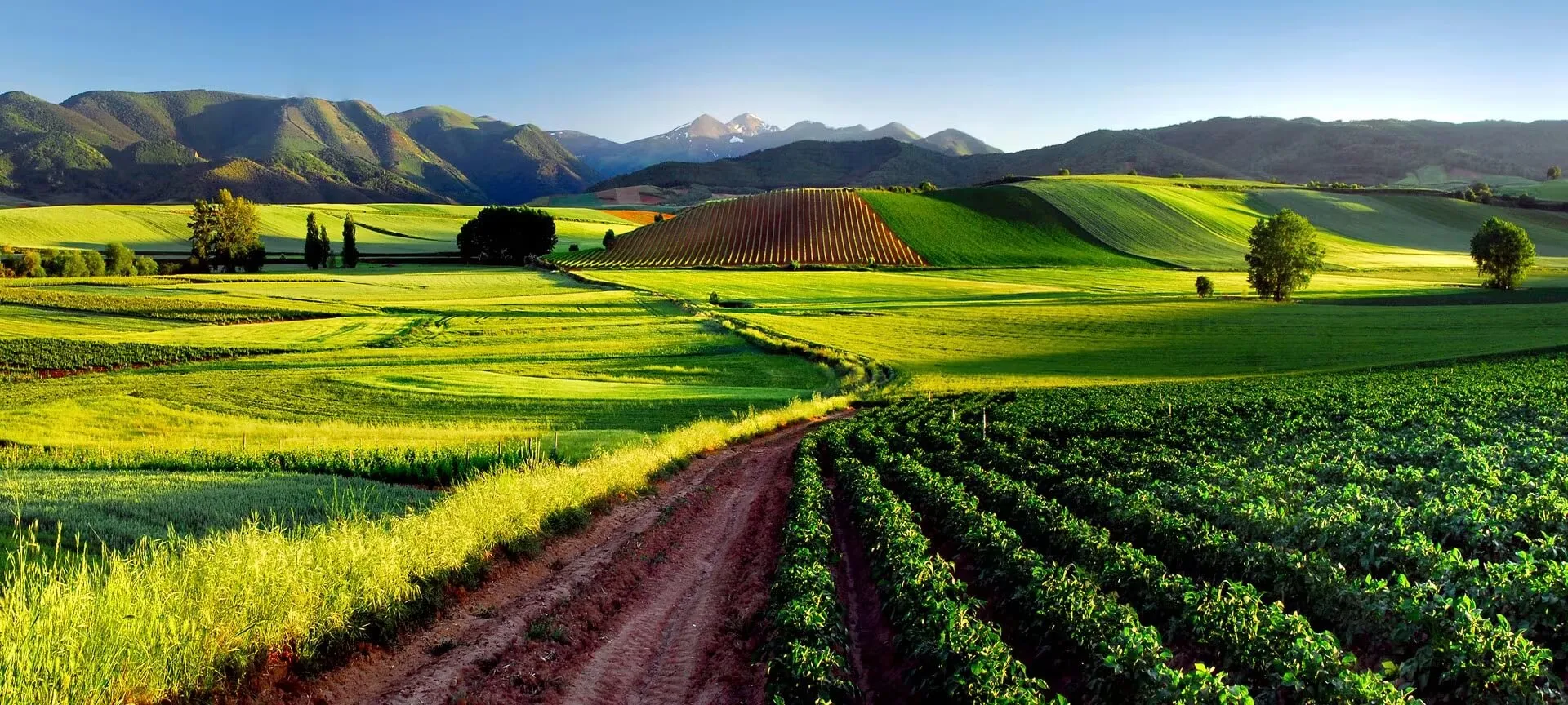 Vineyards and green wheat fields in La Rioja in spring, a red earth track running between rows of young plants towards wooded hills and a snow-capped peak