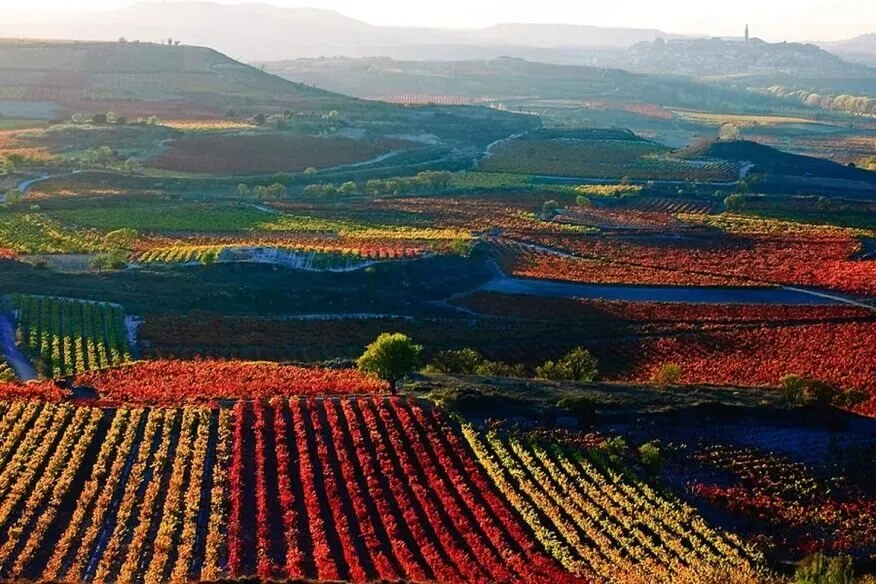 Vineyards in autumn across rolling hills, rows of vines turned red, orange and yellow, a hill town on a ridge in the hazy distance