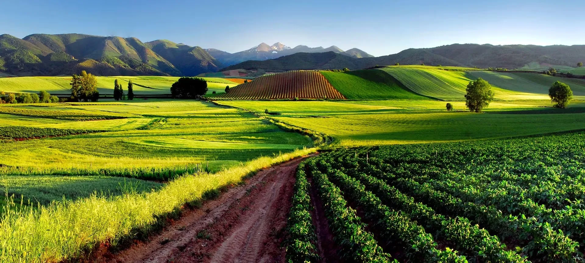 Vineyards and green wheat fields in La Rioja in spring, a red earth track running between the rows towards wooded hills and a snow-capped peak