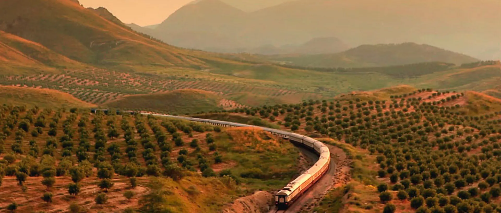 A long train of pale carriages curving through hills planted with rows of olive trees, mountains fading into a hazy golden light behind