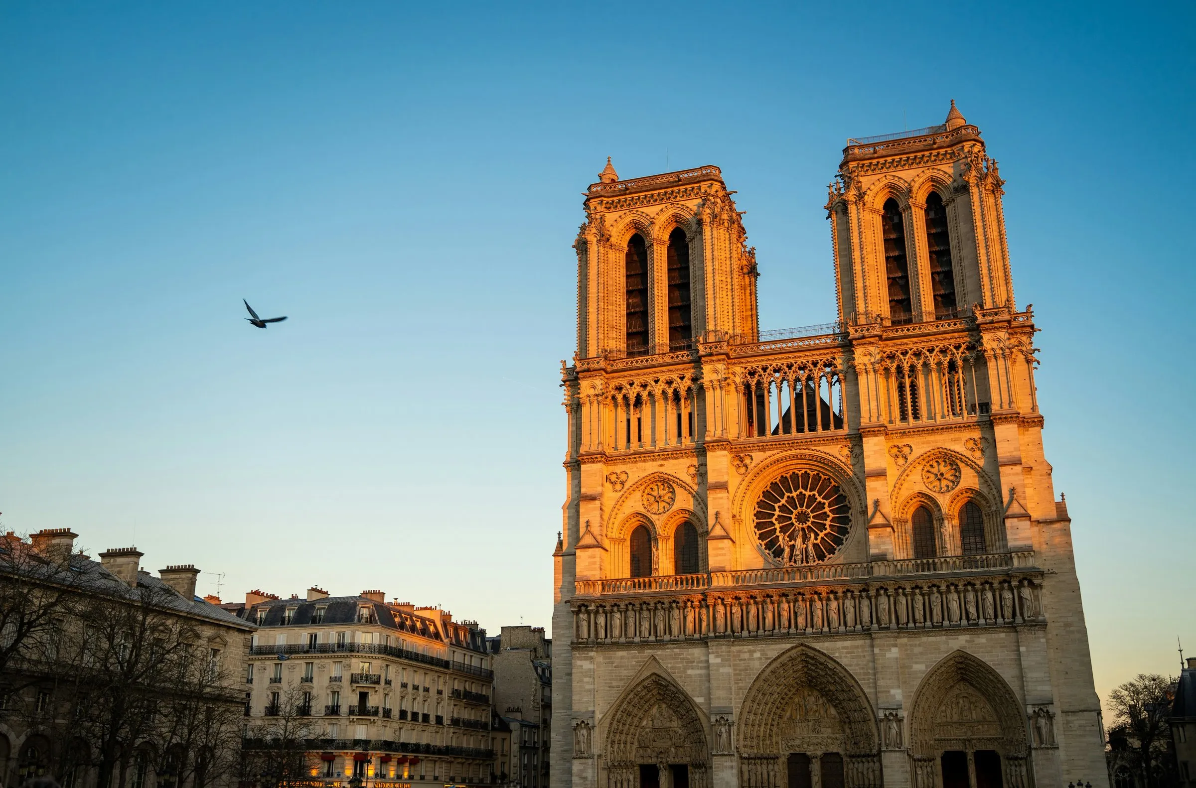 The west front of Notre-Dame de Paris lit by low evening sun against a clear blue sky: the two towers, the gallery of kings, the rose window and the three portals, a bird in flight to the left and the roofs of the Left Bank buildings below