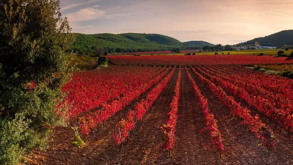 Rows of vines turned bright red in autumn on red earth, a tree in the foreground, wooded hills and a white village beyond under a sunset sky