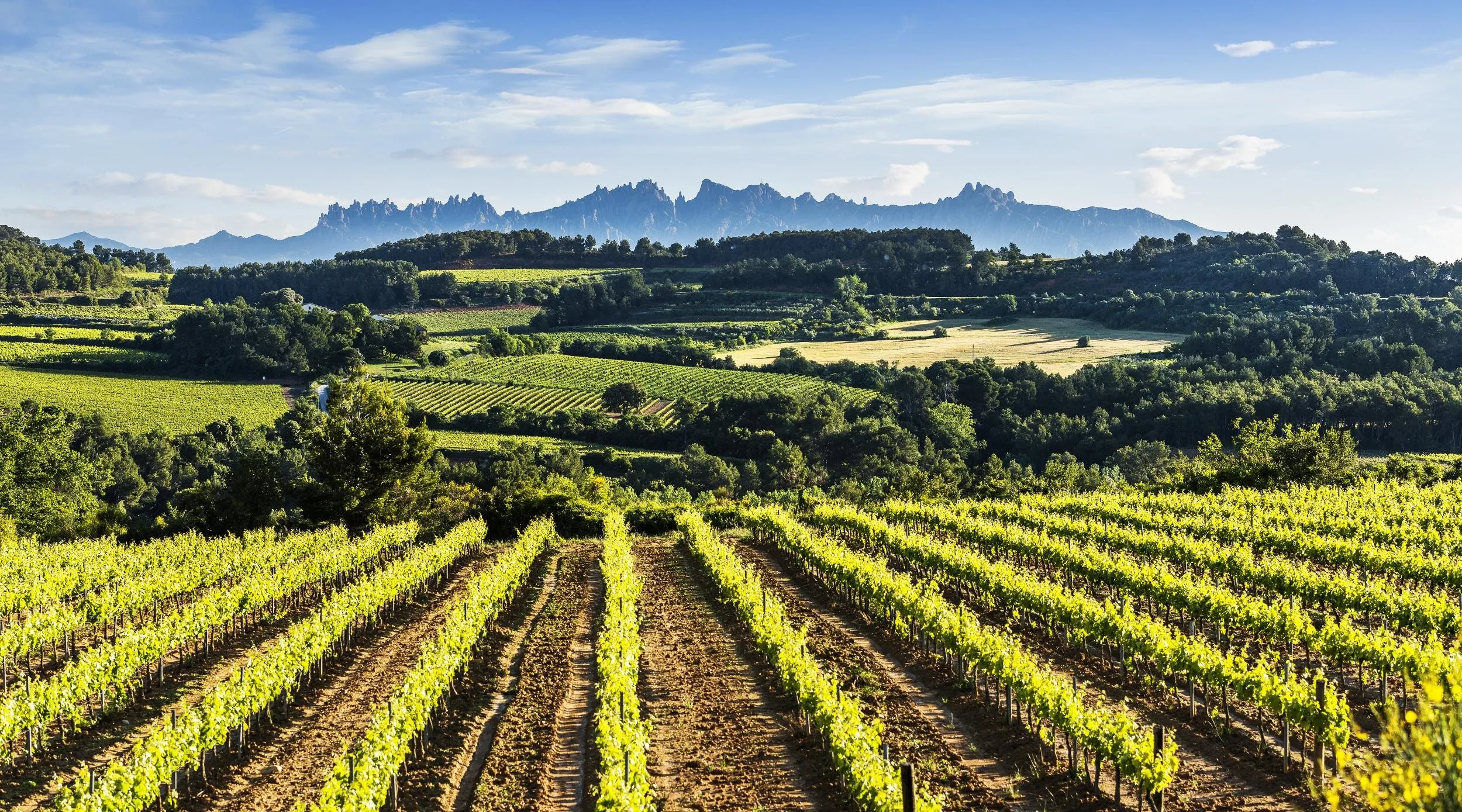 Rows of young green vines on red earth running down to wooded hills and further vineyards, with the jagged ridge of Montserrat blue on the horizon under high white cloud