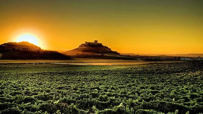 Peñafiel Castle on its hilltop at sunset, silhouetted against an orange sky, the sun going down behind a hill to its left and a broad field of vines in the foreground