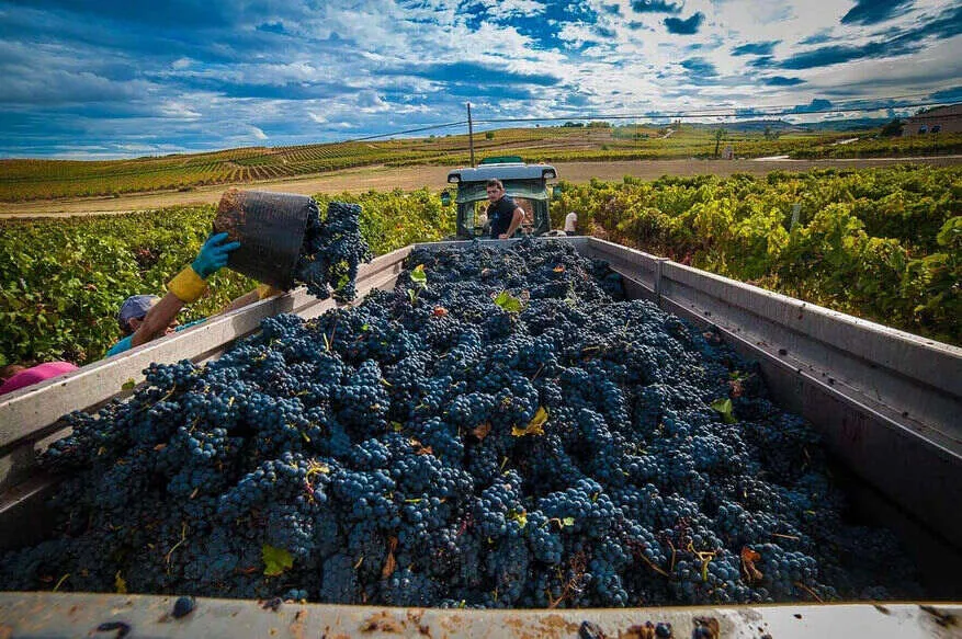 Black grapes heaped in a trailer at harvest, a picker in blue gloves tipping in another bucketful, a tractor behind and rows of vines turning yellow under a wide sky