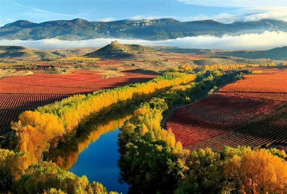 Vineyards turned red and gold in autumn on both sides of a river lined with yellow poplars, a castle on a conical hill in the middle distance and a band of low cloud below the mountains
