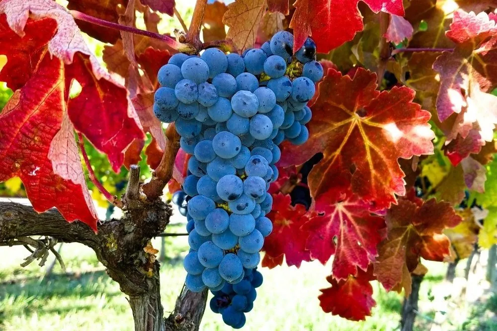 A bunch of blue-black grapes with a dusty bloom hanging from an old vine, among leaves turned scarlet and orange, sunlit grass beyond