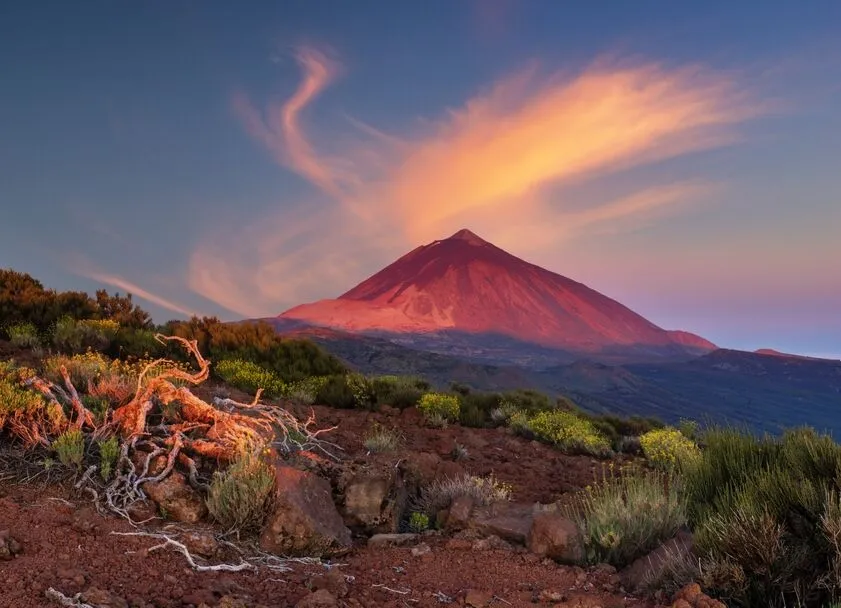 Mount Teide lit pink at dawn, seen across a slope of red volcanic earth and low scrub