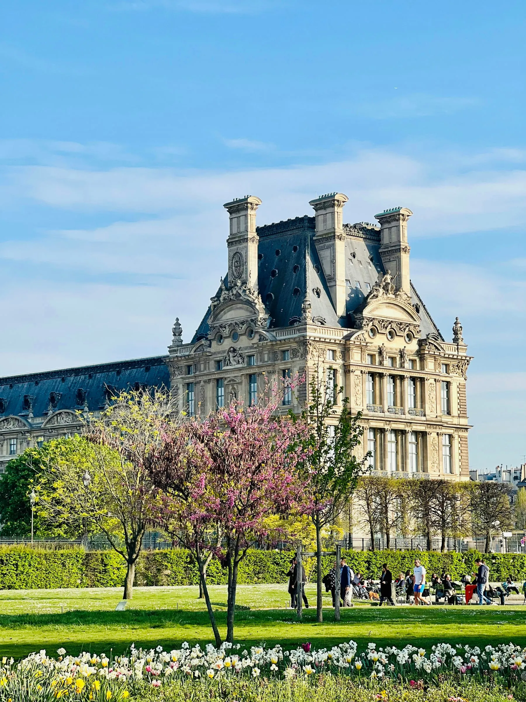 The Louvre's Pavillon de Flore above the Tuileries in spring: a Judas tree in pink blossom and young limes in leaf in front of its slate roofs and chimneys, tulips and narcissi in the beds below, under a clear blue sky