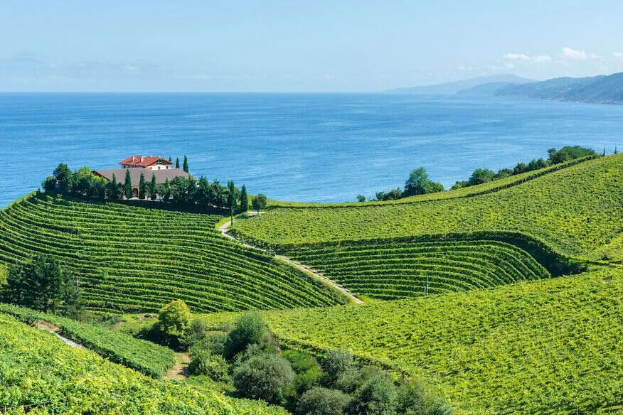 Rows of vines curving over green hills above a blue sea, a red-roofed house among cypresses on the crest, and the coast running away to headlands in the haze